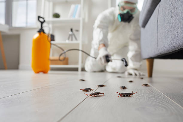 Post-Treatment Bed Bug Interceptor Monitoring in Grantley
